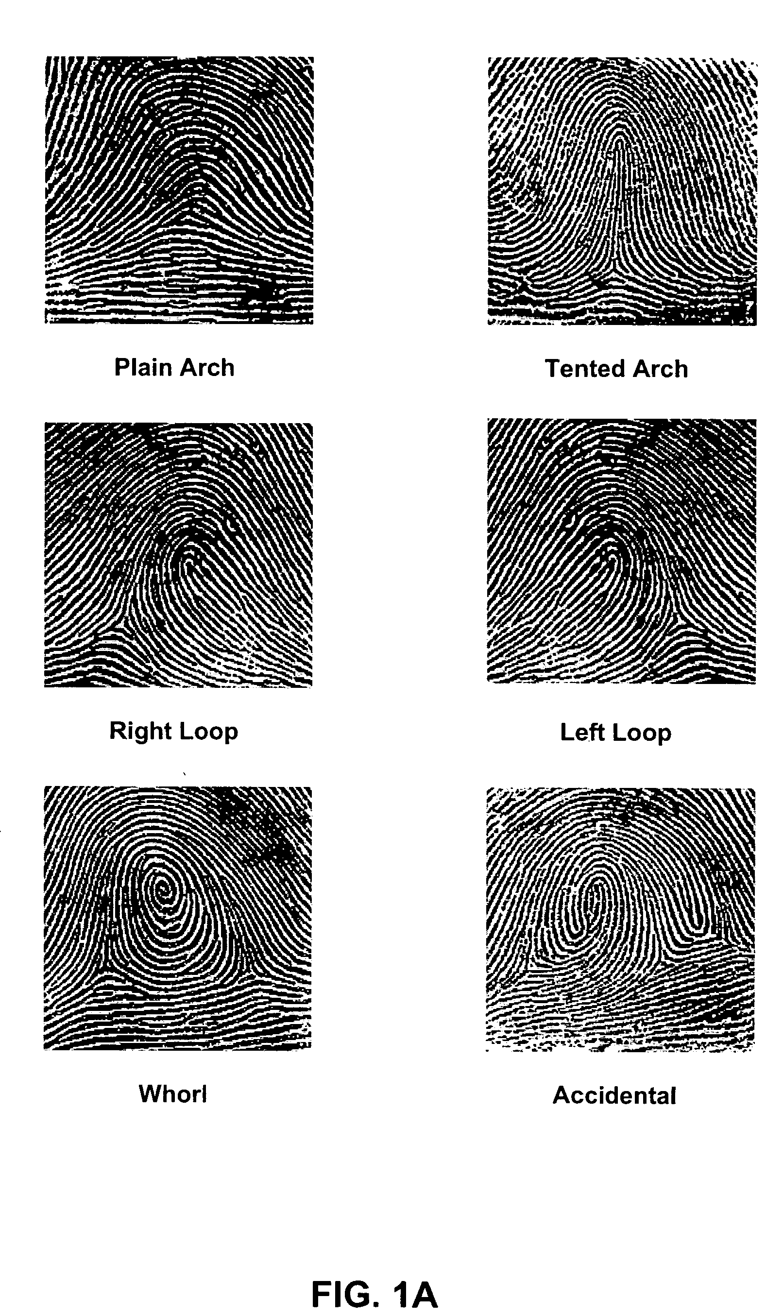 Polygonal ridge flow classification