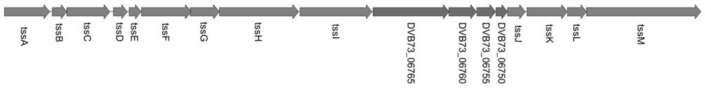 An attenuated fish vaccine against Pseudomonas ayucidae with knockout of the t6ss-1 gene cluster