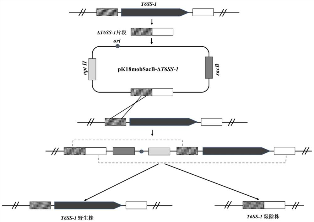 An attenuated fish vaccine against Pseudomonas ayucidae with knockout of the t6ss-1 gene cluster