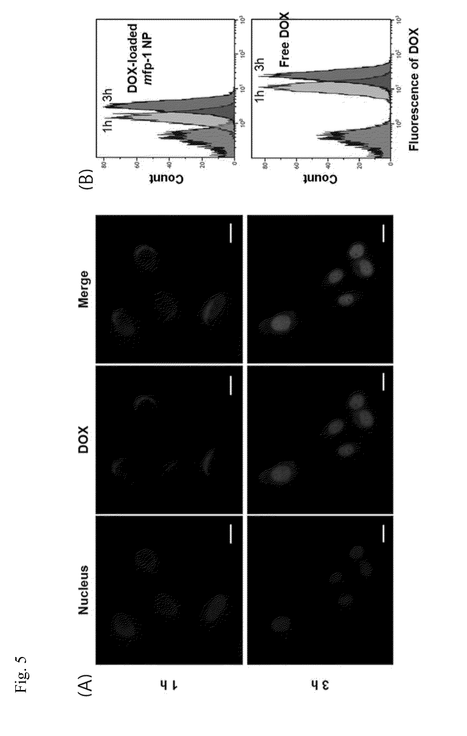 Ph-responsive nanoparticle using mussel adhesive protein for drug delivery and method for preparing the same