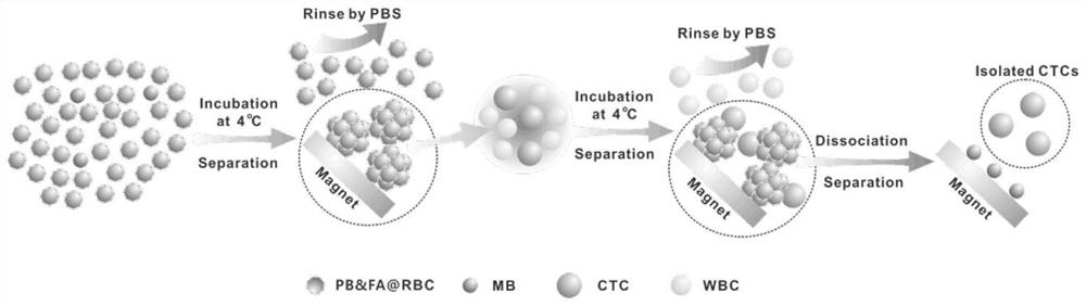 Magnetic red blood cell clusters for enriching circulating tumor cells based on magnetic separation method