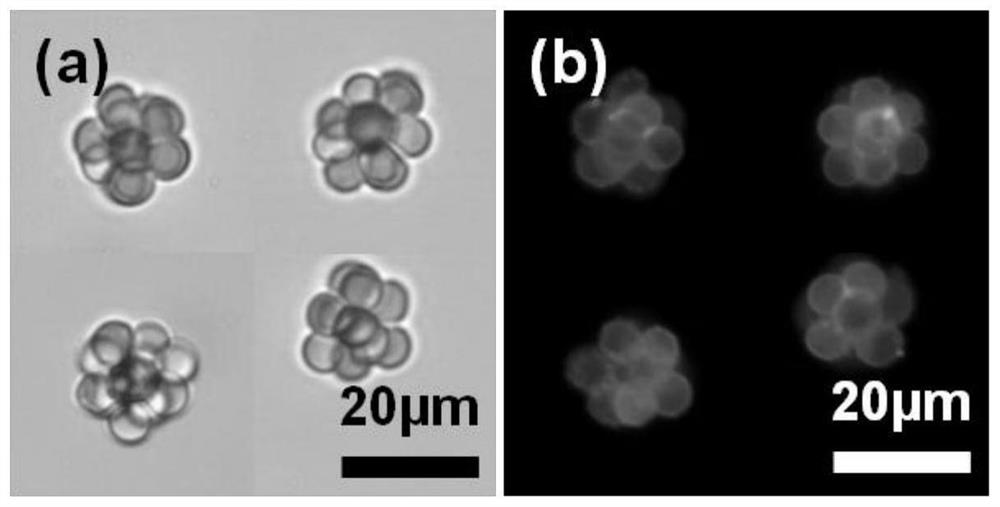 Magnetic red blood cell clusters for enriching circulating tumor cells based on magnetic separation method