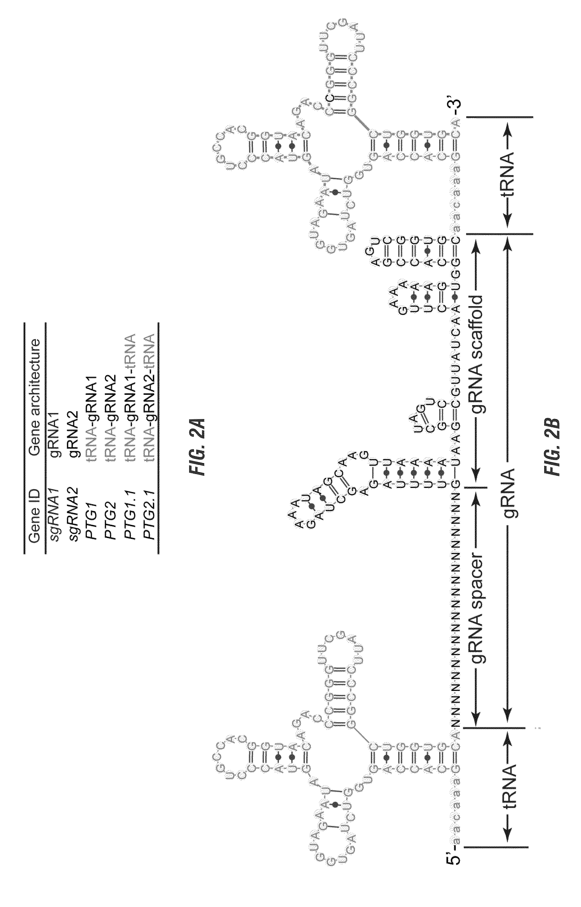 Methods and compositions for multiplex RNA guided genome editing and other RNA technologies