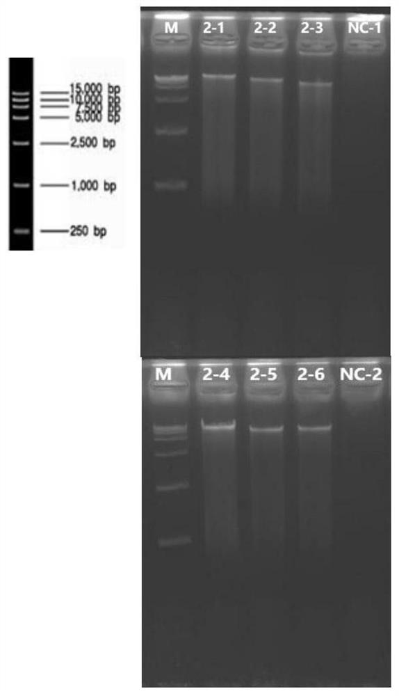A nucleic acid extraction method and kit
