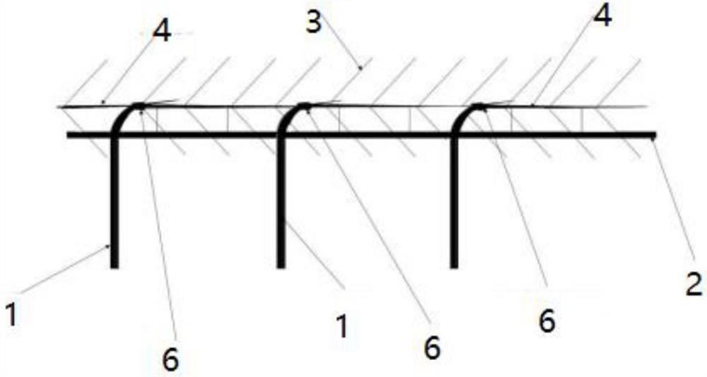 A kind of pear tree planting method