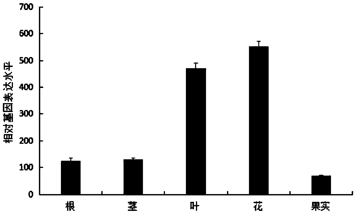 Gene for encoding chalcone synthase of spatholobus suberectus and application of gene