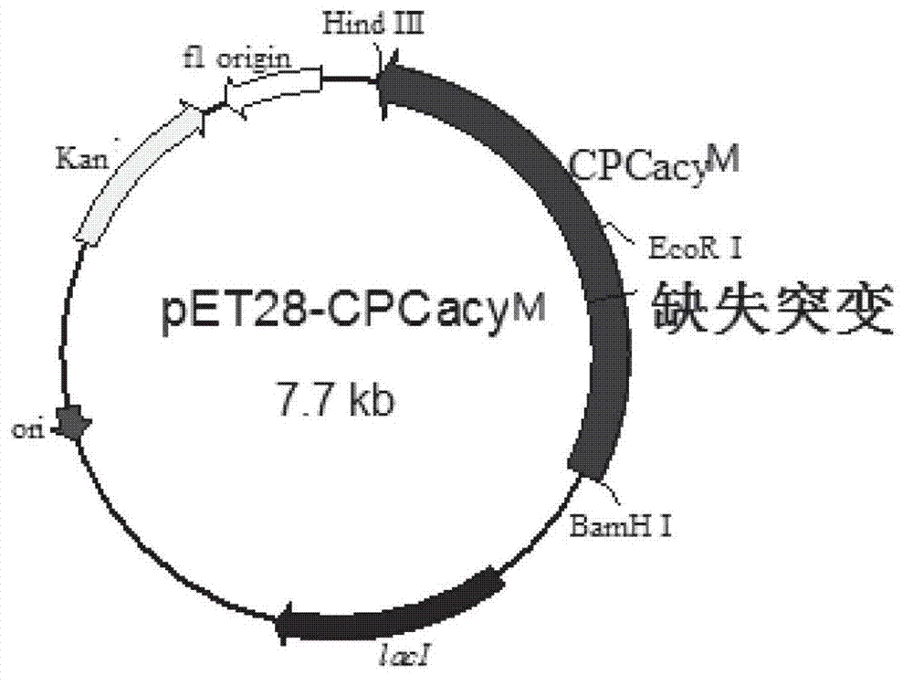 Mutated cephalosporin C acylase