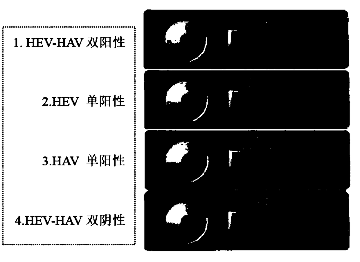 Primer for doubly detecting hepatitis e virus and hepatitis a virus through RT-RPA-lateral flow tomography, probe and kit