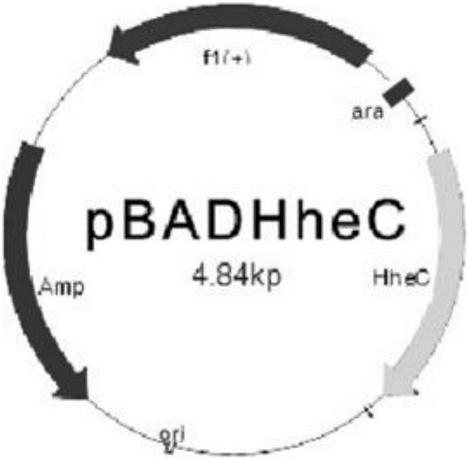 Preparation method of crosslinking halohydrin dehalogenase aggregate