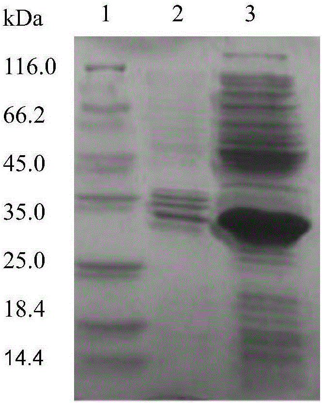 Preparation method of crosslinking halohydrin dehalogenase aggregate