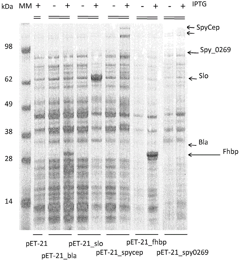 Outer membrane vesicles