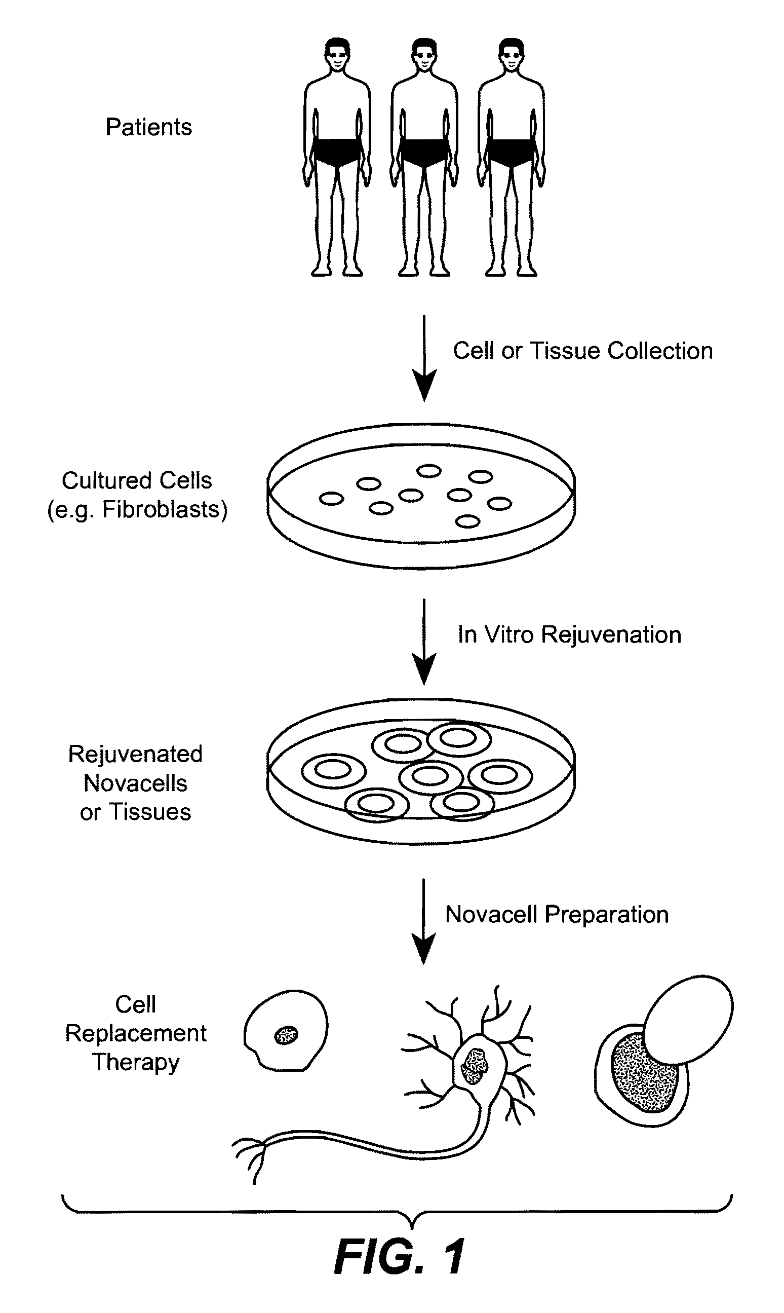 Methods of Rejuvenating Cells In Vitro and In Vivo