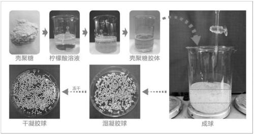 Preparation method and application of citric acid grafted chitosan beads