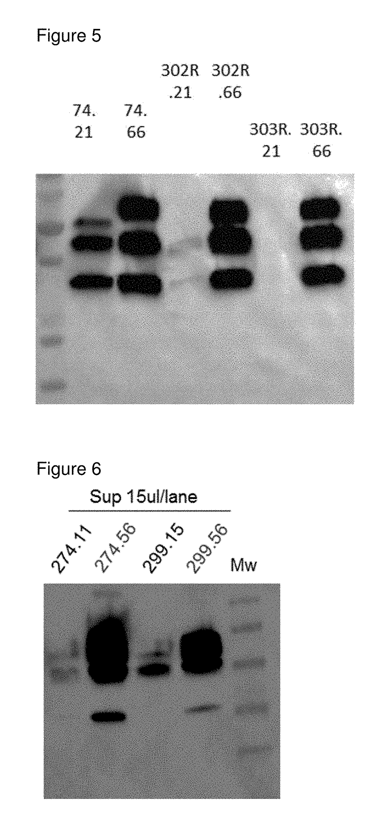 Virus like particle comprising modified envelope protein E3