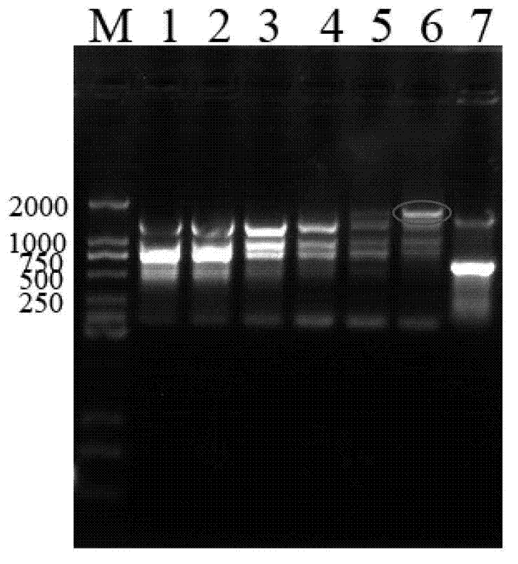 Chicken E.tenella MA2 gene, vector, recombinant strain, protein, and application thereof