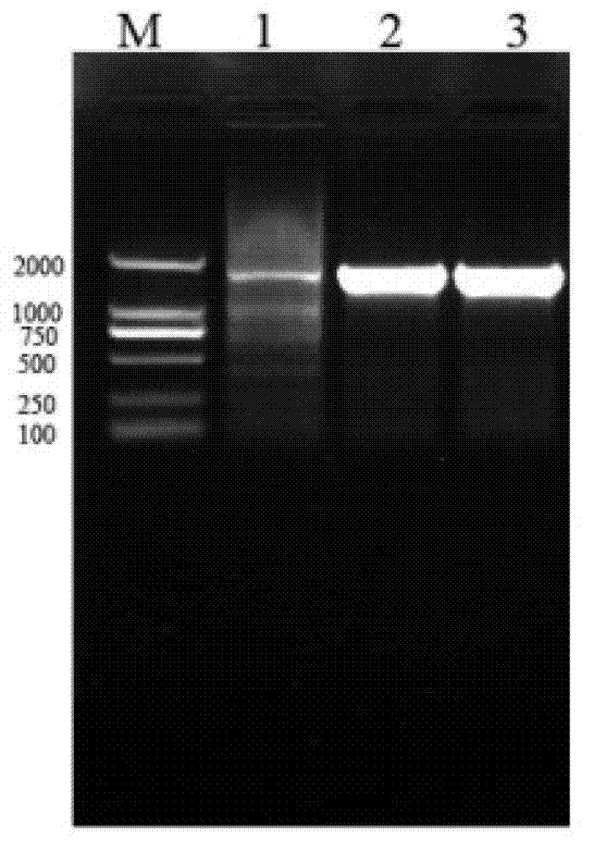 Chicken E.tenella MA2 gene, vector, recombinant strain, protein, and application thereof