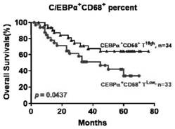 Application of C/EBP alpha and CD68 as prognostic markers in preparation of liver cancer prognostic prediction kit