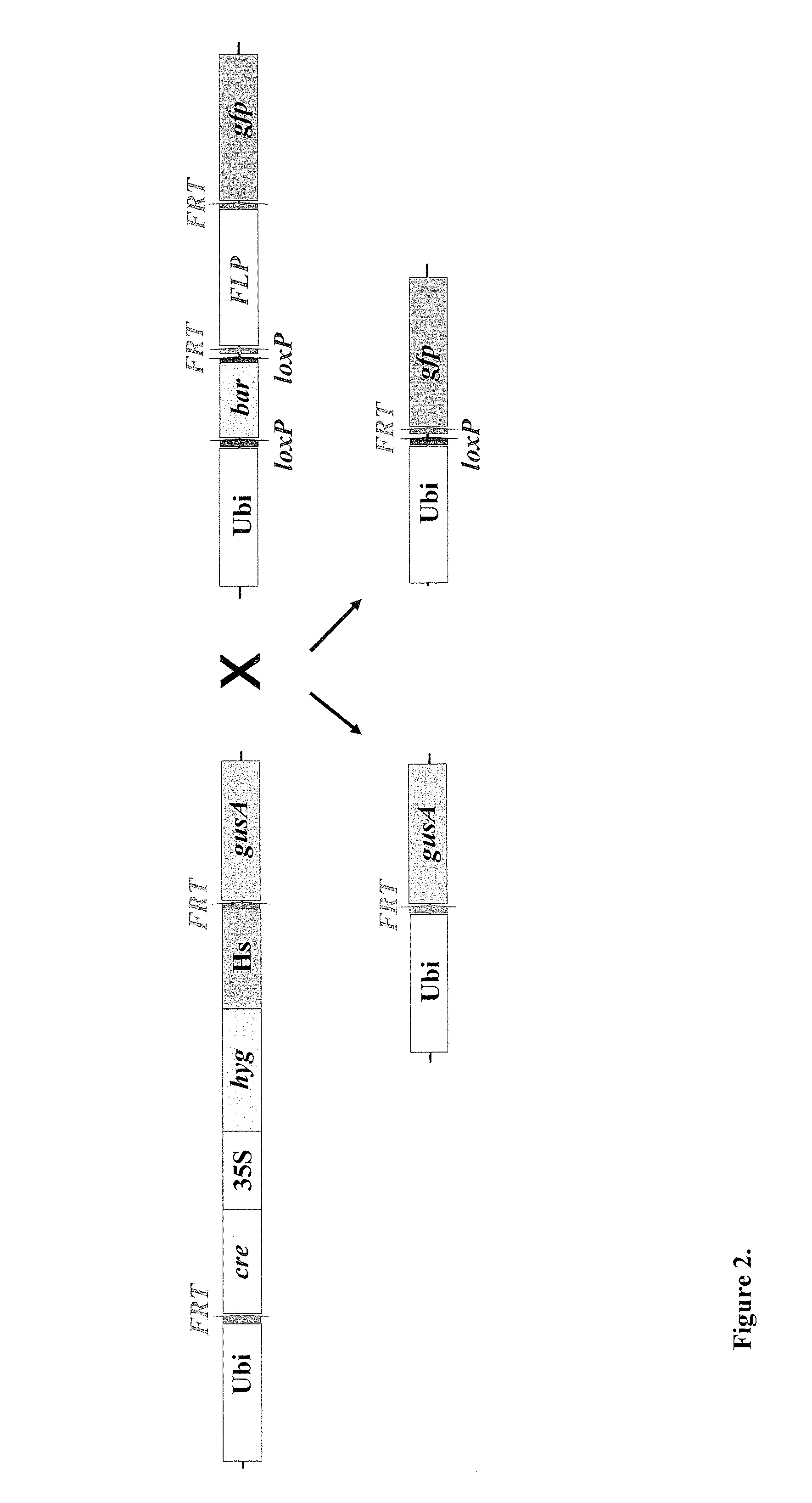Methods and compositions for an integrated dual site-specific recombination system for producing environmentally safe and clean transgenic plants