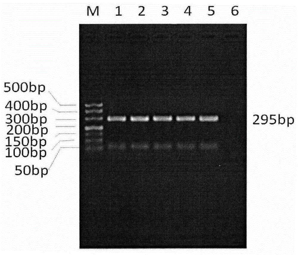 RT-PCR primers for detecting mink astroviruses and detection method using the same
