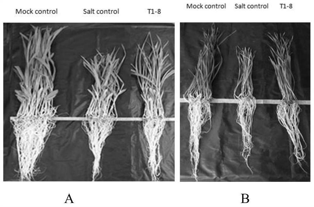 A rhizosphere growth-promoting bacterium that enhances crop salt tolerance and its microbial fertilizer and application