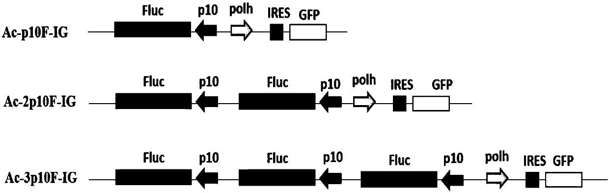 Method for constructing and expressing multicopy gene co-expressing baculovirus exogenous protein