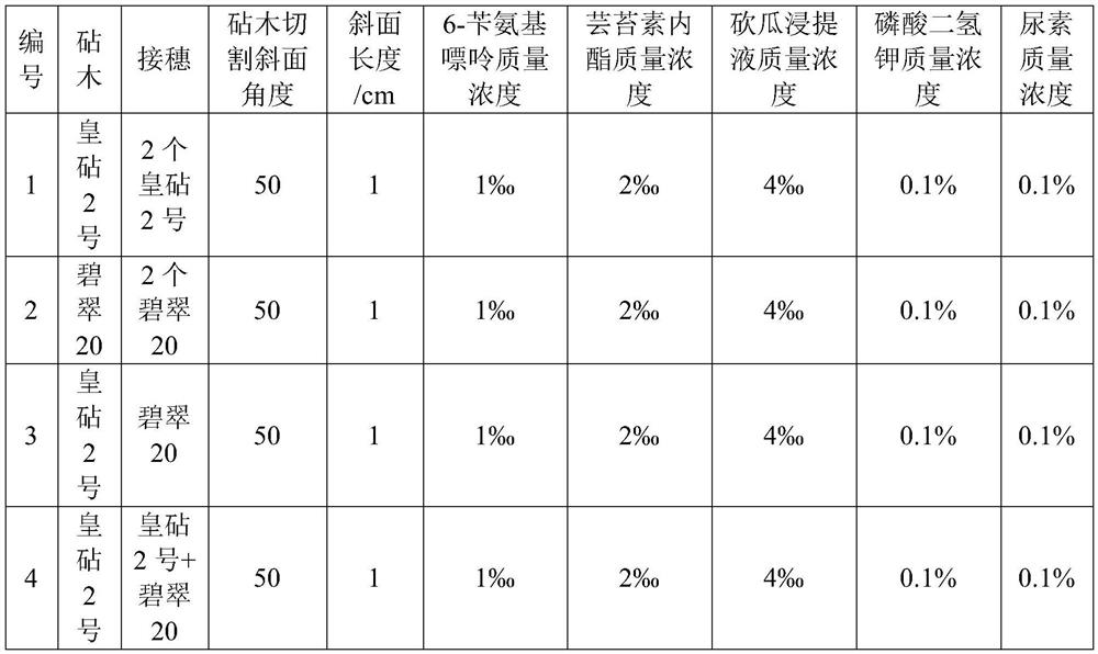 Hypocotyl grafting method for interspecific interaction research