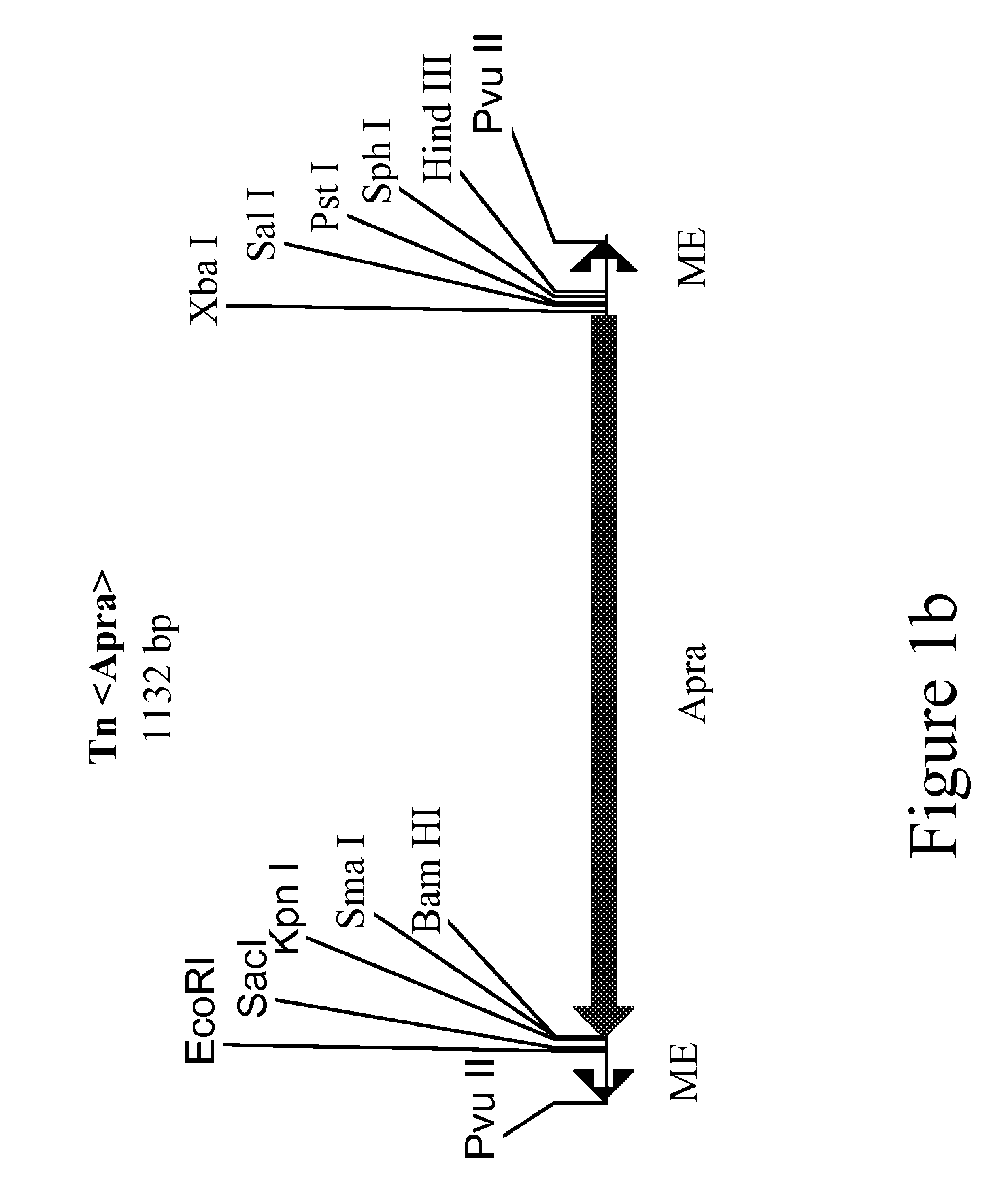 Method for the expression of unknown environmental DNA into adapted host cells