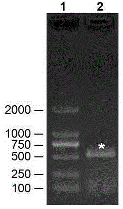 Biological adhesive as well as preparation method and application thereof