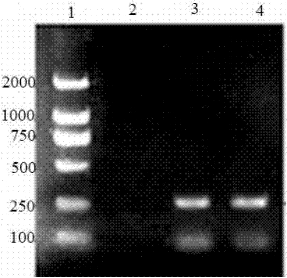 Recombinant protein of pulmonary prosurfactant protein-B (proSP-B) as well as preparation method and application of recombinant protein