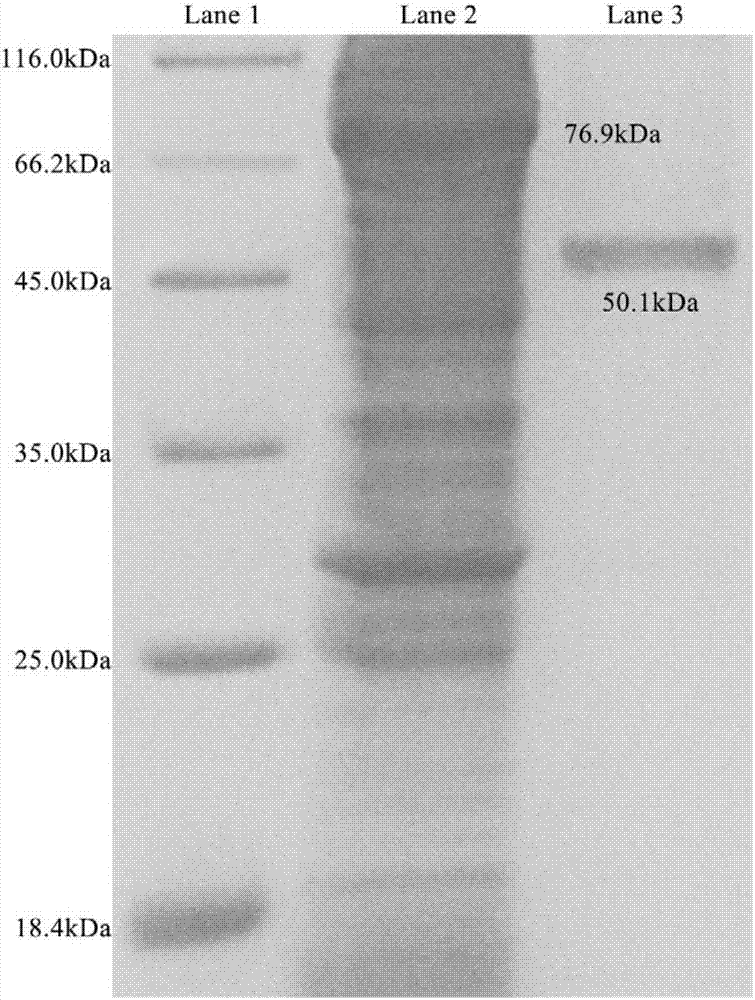 Glutamine synthetase gene with glufosinate tolerance and application thereof