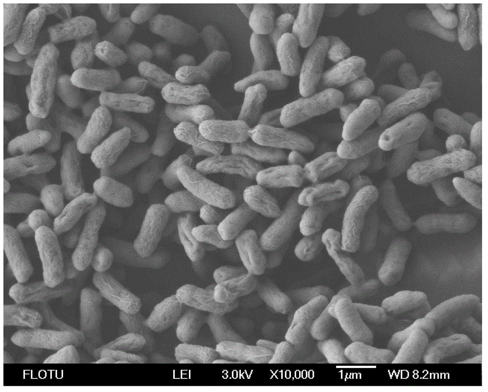 Manganese oxidizing bacteria and application thereof