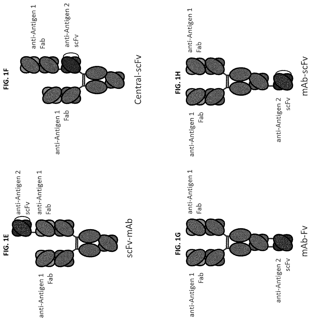 Bispecific and monospecific antibodies using novel anti-PD-1 sequences