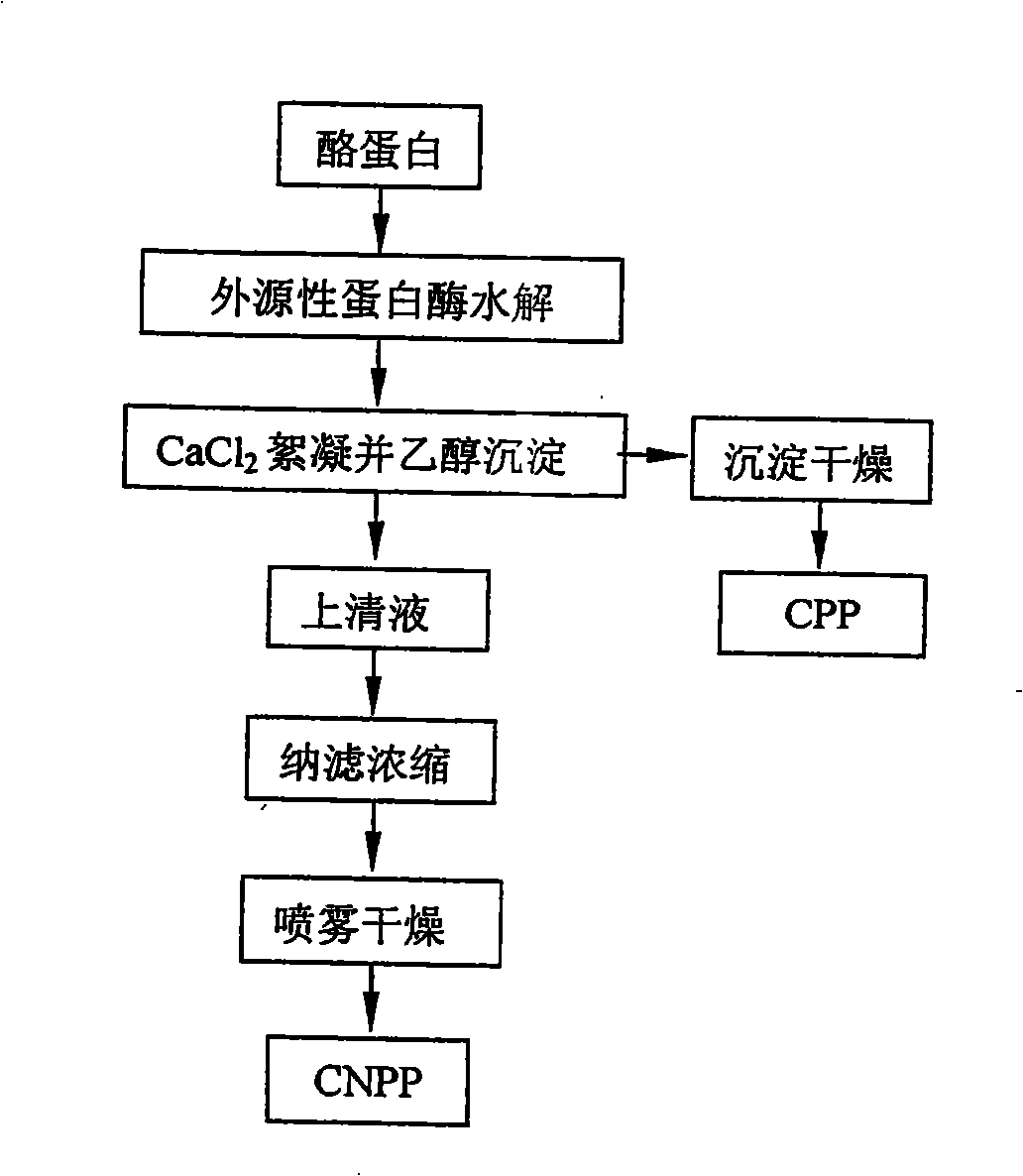 Process for preparing phosphopeptide non-phosphopeptide by hydrolyzing protein through enzyme