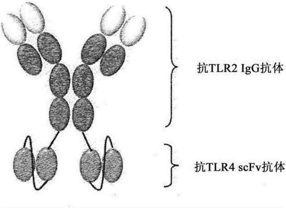 Novel bispecific antibody binding to human TLR2 and human TLR4