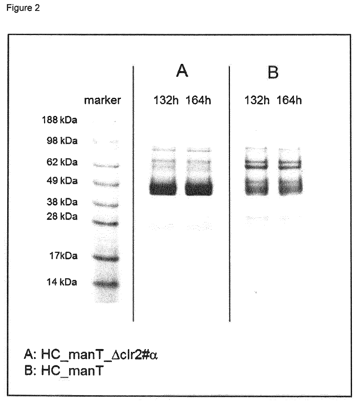 Method of producing proteins in filamentous fungi with decreased clr2 activity