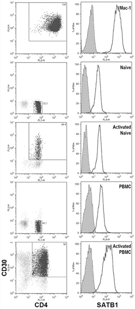 Application of SATB1 to treatment of cutaneous T cell lymphomata