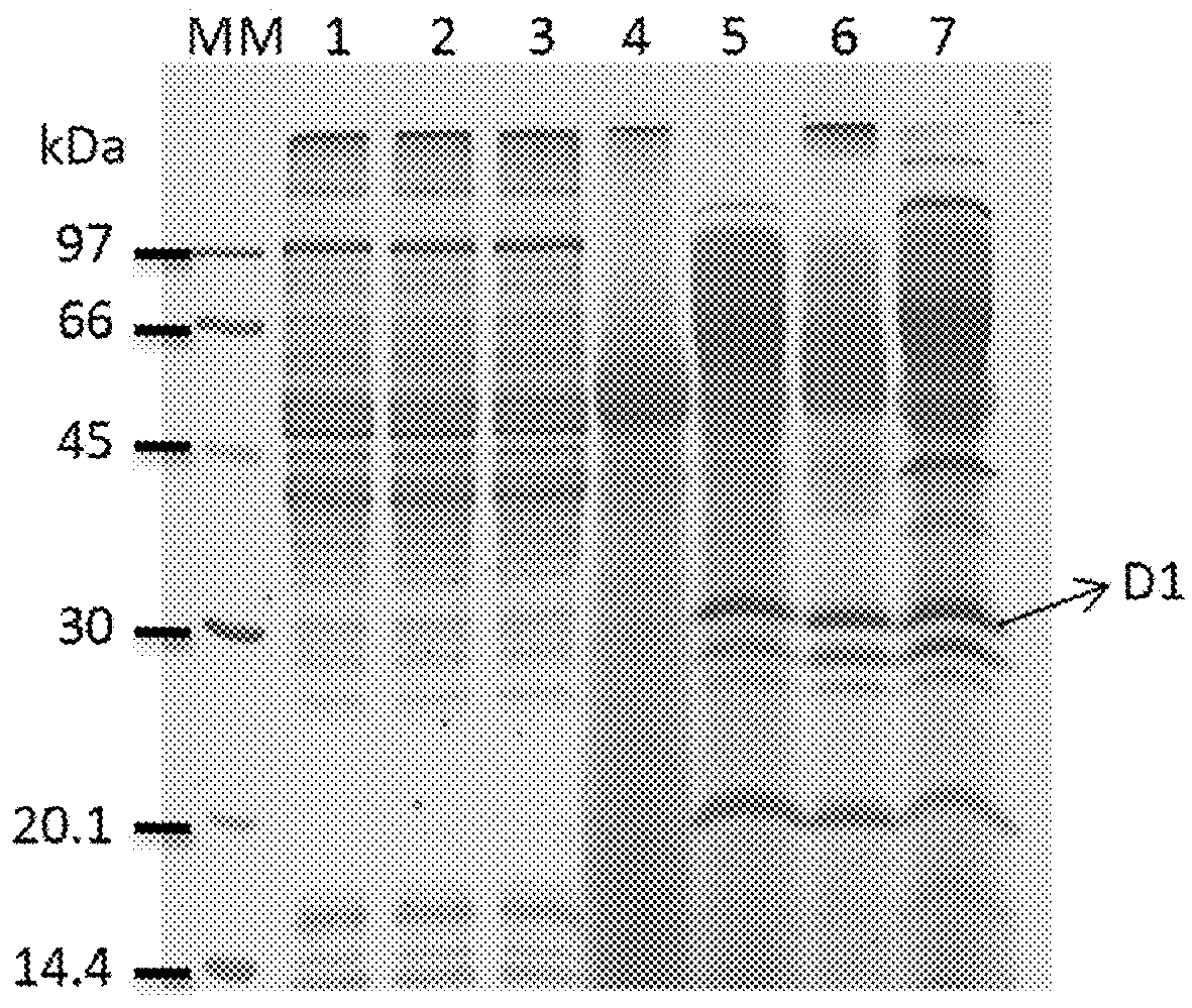 Peptide secreted by <i>Lactobacillus plantarum </i>with immunomodulating function