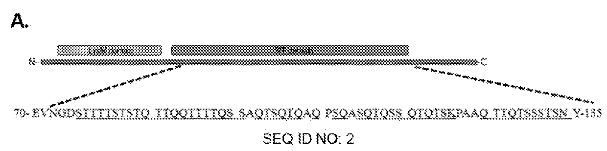 Peptide secreted by <i>Lactobacillus plantarum </i>with immunomodulating function