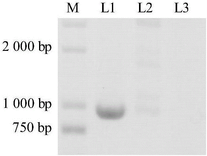 Synthetic method of lipopeptide based on pseudomonas chlororaphis