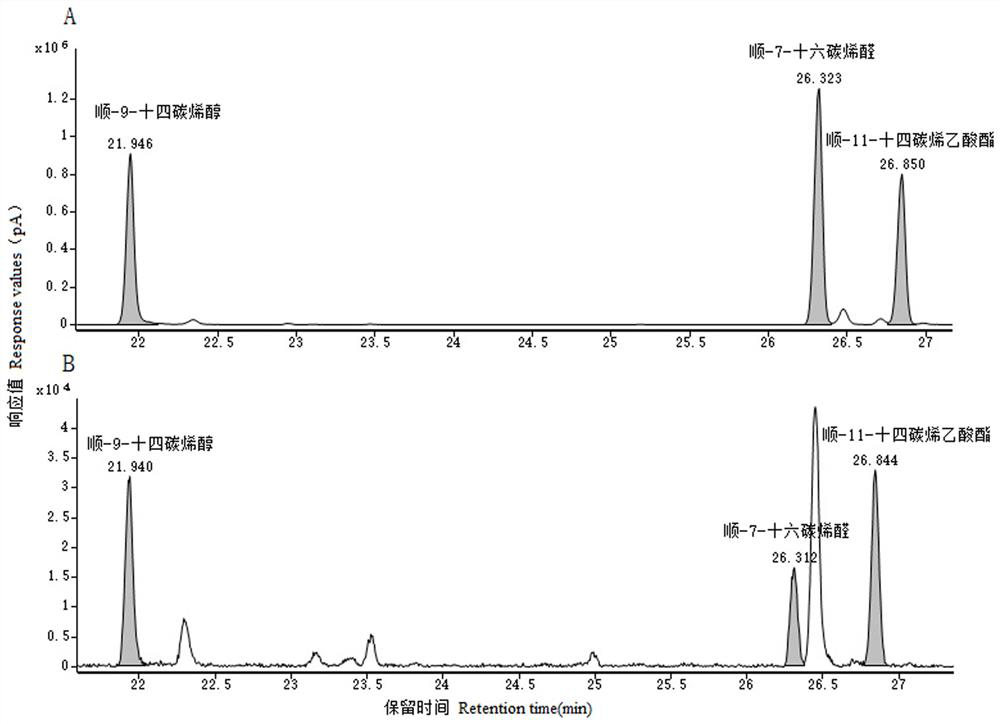 A kind of sex attractant of bicamerid moth and its preparation method and application