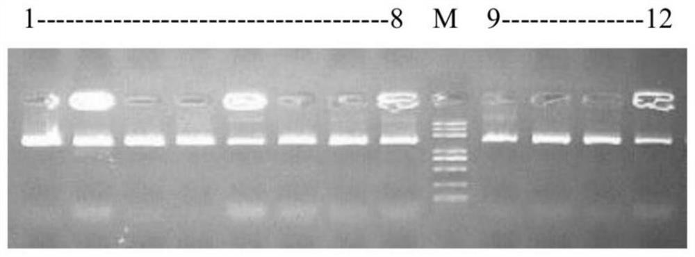 A Burkholderia bacterium resistant to heavy metal copper and its application