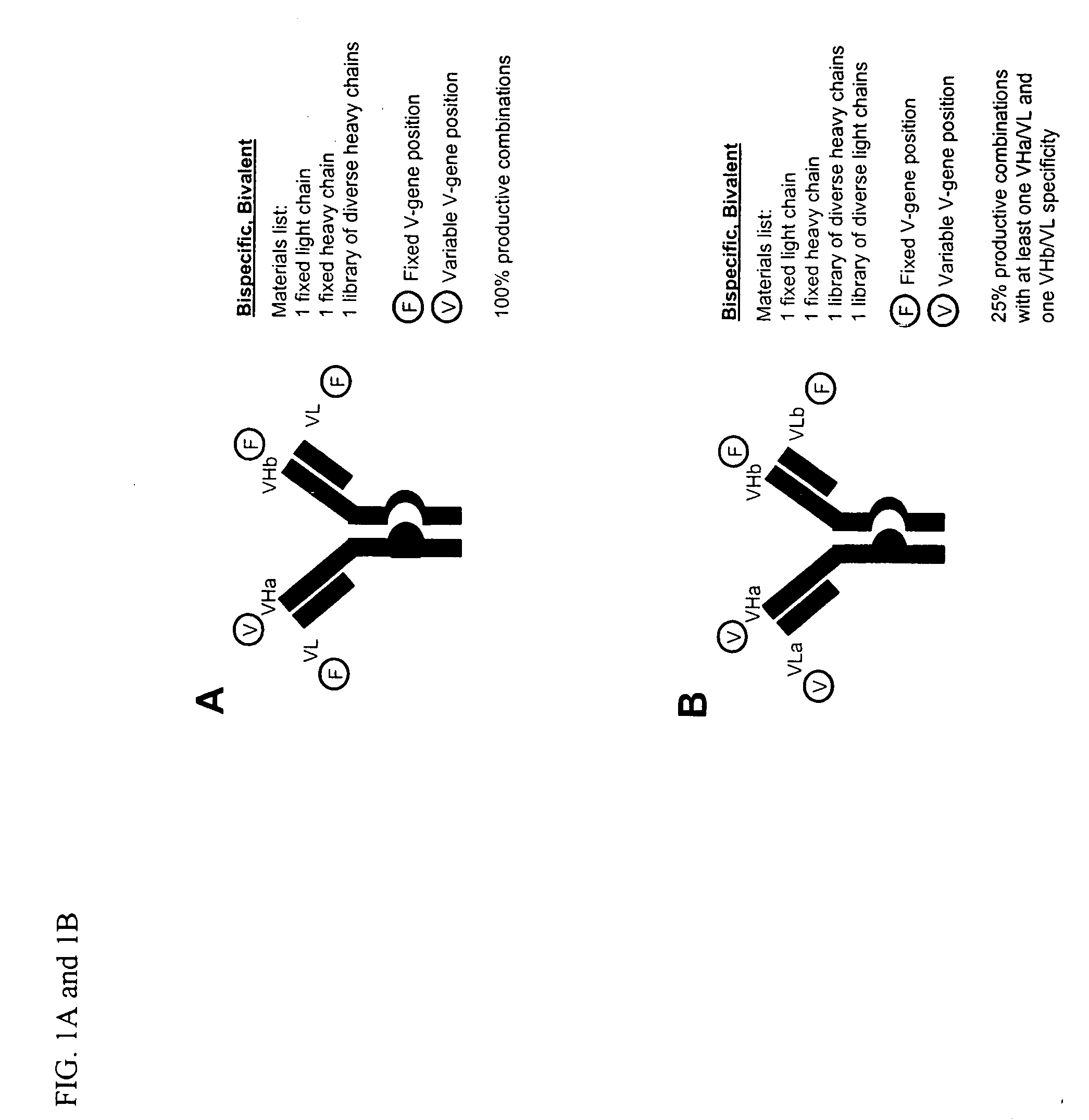 Methods for producing and identifying multispecific antibodies