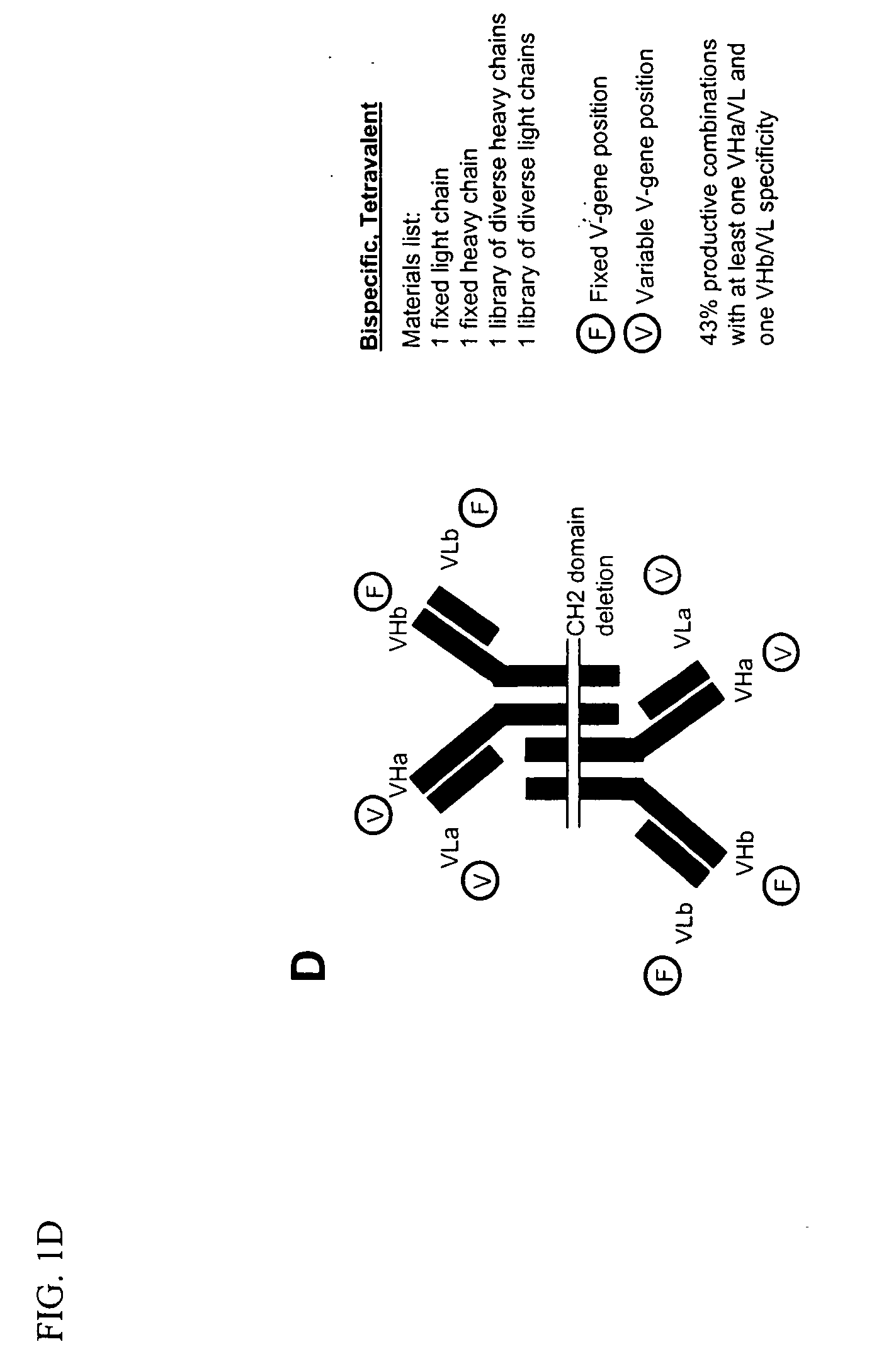 Methods for producing and identifying multispecific antibodies
