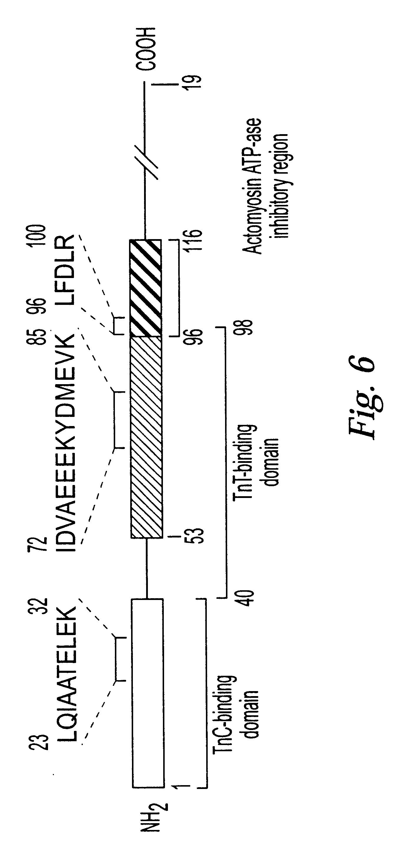 Pharmaceutical compositions comprising recombinant troponin subunits