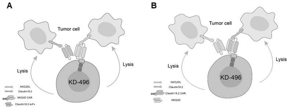 Chimeric antigen receptor cell targeting human claudin18.2 and nkg2dl and its preparation method and application