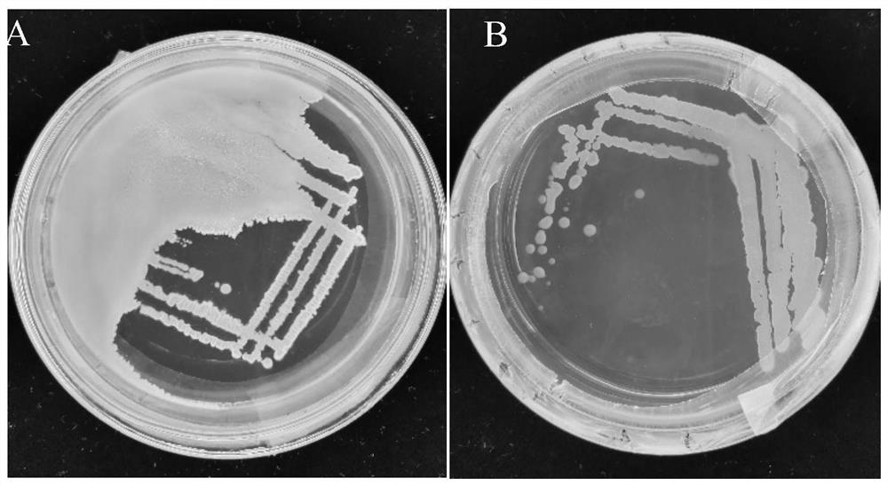 Bacillus siamensis BsNlG13 for inhibiting pyricularia grisea and promoting seed germination and application thereof