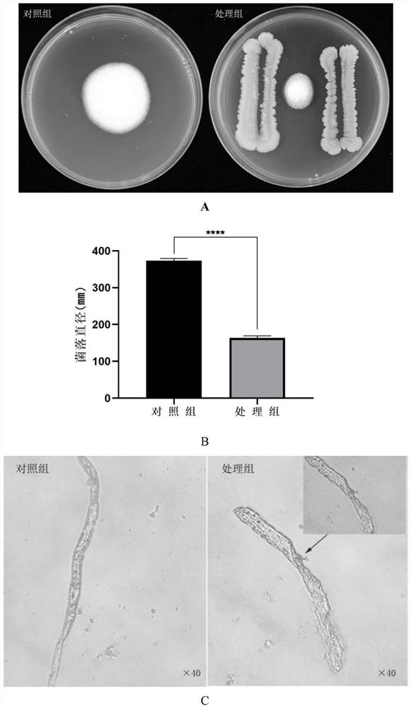 Bacillus siamensis BsNlG13 for inhibiting pyricularia grisea and promoting seed germination and application thereof