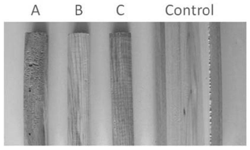 A method for detecting microorganisms in wood