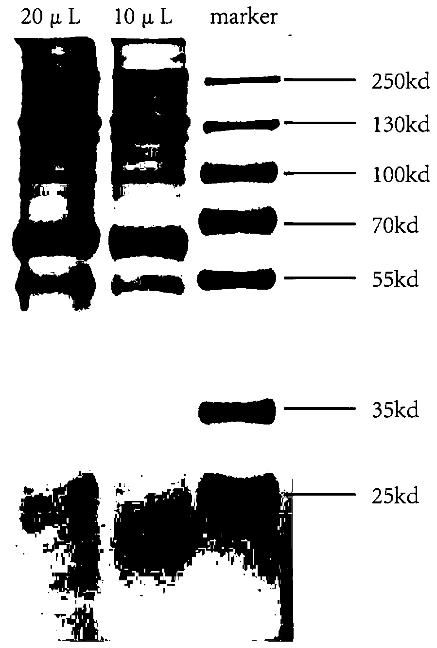 Application of pilose antler protein extract in preparation of Parkinson's disease (PD) treating drug