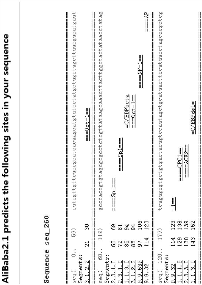 Anguilla japonica transcription factor AP-1 gene promoter and application thereof